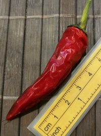 plod chilli papriky Cayenne Pepper Purple: 20-a4-11#1