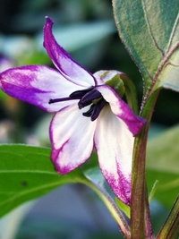 flower of chilli pepper: Cayenne Pepper Purple