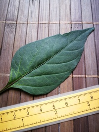 leaf of chilli pepper: Cayenne Pepper Purple