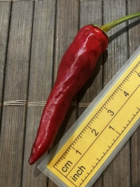 plod chilli papriky Cayenne Pepper Purple: 20-a4-21#1