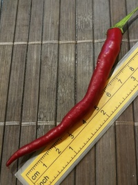 plod chilli papriky Cayenne Pepper Purple Long: 20-a4b-21#1