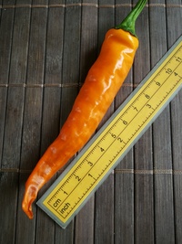plod chilli papriky Cayenne Pepper Orange: 20-a5-11#1