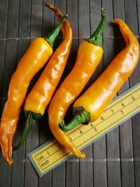 plod chilli papriky Cayenne Pepper Orange: 20-a5-11#2
