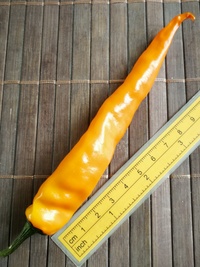 plod chilli papriky Cayenne Pepper Orange: 20-a5-21#2