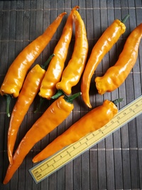 plod chilli papriky Cayenne Pepper Orange: 20-a5-21#3