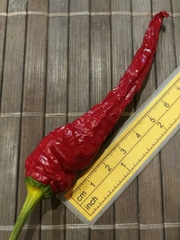 plod chilli papriky Cayenne Pepper Thick: 20-a6-11#1