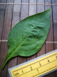 leaf of chilli pepper: Cayenne Pepper Thick