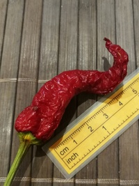 plod chilli papriky Cayenne Pepper Thick: 20-a6-22#1