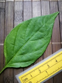 leaf of chilli pepper: Cayenne Pepper Long Slim