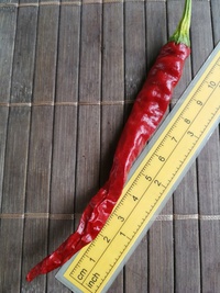 plod chilli papriky Cayenne Pepper Long Slim: 20-a7-11#1