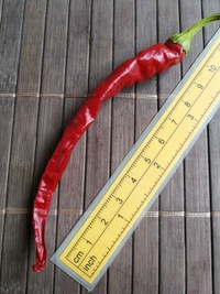 plod chilli papriky Cayenne Pepper Long Slim: 20-a7-11#2