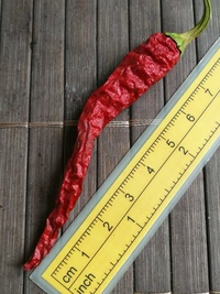 fruit of chilli pepper Cayenne Pepper Long Slim: 20-a7-21#1