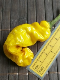 fruit of chilli pepper Peter Penis Yellow: 20-a9-11#1