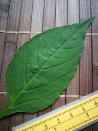 leaf of chilli pepper: Bishop´s Crown