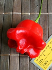 fruit of chilli pepper: Bishop´s Crown