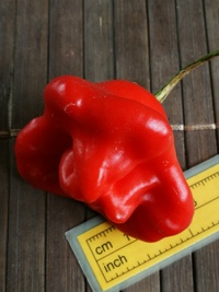 fruit of chilli pepper Bishop´s Crown: 20-b1-22#1