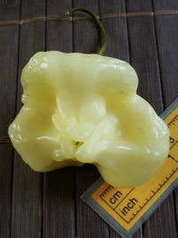 fruit of chilli pepper Aji White Fantasy: 20-b2-11#1