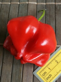 fruit of chilli pepper Jamaican Bell: 20-b3p-11#1