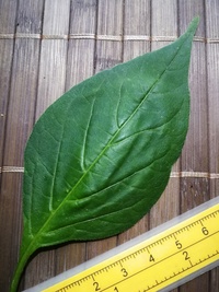 leaf of chilli pepper: Jamaican Bell