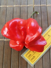 plod chilli papriky Jamaican Bell: 20-b3s-21#1