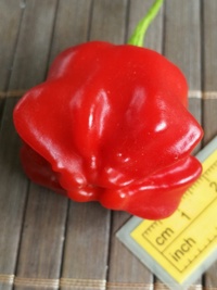 fruit of chilli pepper Jamaican Bell: 20-b3s-23#1