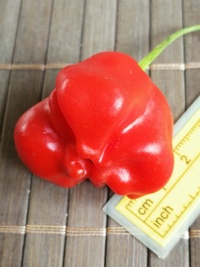 fruit of chilli pepper Jamaican Bell: 20-b3t-21#1