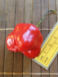 fruit of chilli pepper Jamaican Bell: 20-b3t-31#1