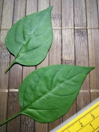 leaf of chilli pepper: Aji Charapita
