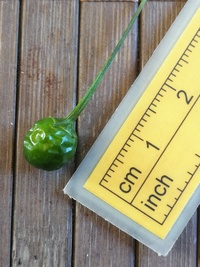 fruit of chilli pepper Aji Charapita: 20-c1-12#2