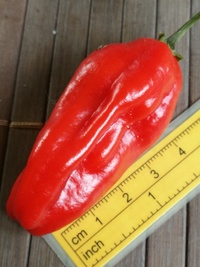 fruit of chilli pepper Venezuelan Tiger: 20-c10-11#1