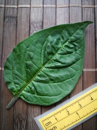 leaf of chilli pepper: Venezuelan Tiger