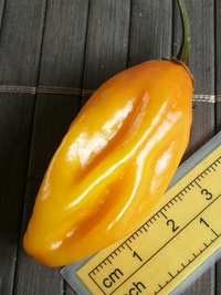 fruit of chilli pepper Venezuelan Tiger Orange: 20-c10o-11#1