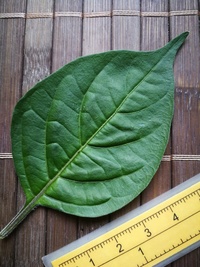 leaf of chilli pepper: Venezuelan Tiger Orange