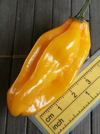 fruit of chilli pepper: Venezuelan Tiger Orange