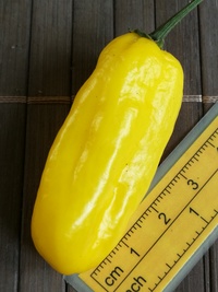 fruit of chilli pepper Venezuelan Tiger Yellow: 20-c10y-11#1