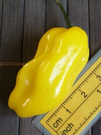 fruit of chilli pepper Venezuelan Tiger Yellow: 20-c10y-12#1