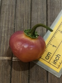 fruit of chilli pepper Cheiro Roxa: 20-c11-11#1