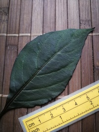leaf of chilli pepper: Cheiro Roxa