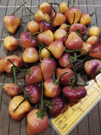 plod chilli papriky Cheiro Roxa: 20-c11-12#2