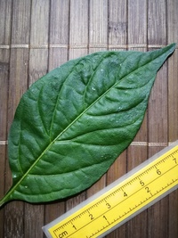 leaf of chilli pepper: Habanero Red