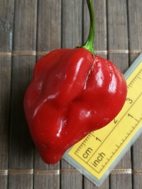 fruit of chilli pepper Habanero Red: 20-c13-11#1