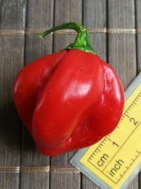 plod chilli papriky Habanero Red: 20-c13-11#2