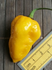 fruit of chilli pepper Bhut Jolokia Yellow: 20-c14-11#1