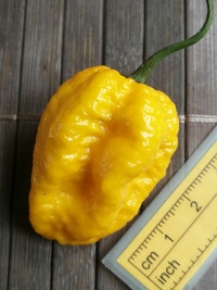 fruit of chilli pepper Bhut Jolokia Yellow: 20-c14-12#1