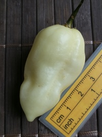 fruit of chilli pepper: Bhut Jolokia White