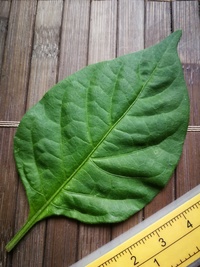 leaf of chilli pepper: Bhut Jolokia White