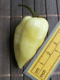 fruit of chilli pepper Bhut Jolokia White: 20-c15-21#1