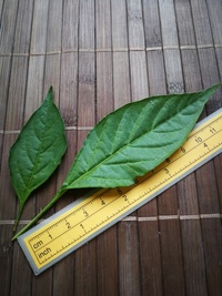 leaf of chilli pepper: Aribibi Gusano
