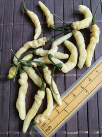 fruit of chilli pepper: Aribibi Gusano
