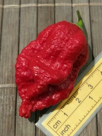 fruit of chilli pepper Trinidad Moruga Scorpion: 20-c17-11#1
